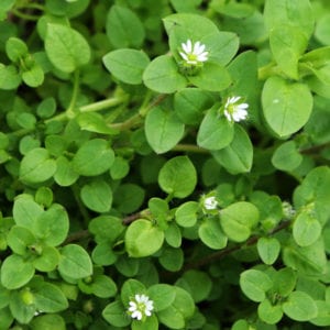 chickweed plant