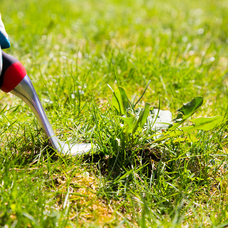 Common Weeds Affecting Your Arkansas or Tennessee Lawn Turning A Weed Field Into Lawn