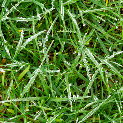 grass with frost 