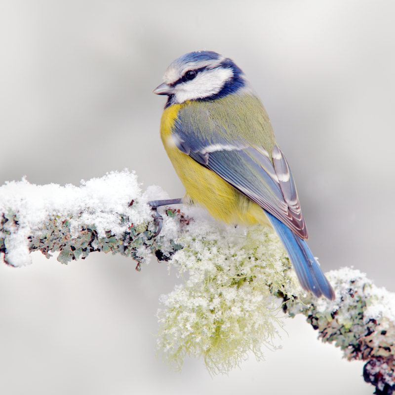 blue & yellow bird in winter